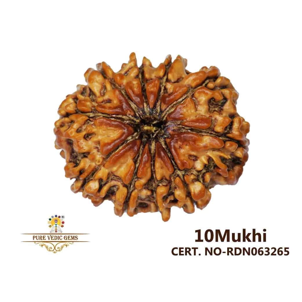 10 Mukhi Rudraksha (3.878g) — image 1