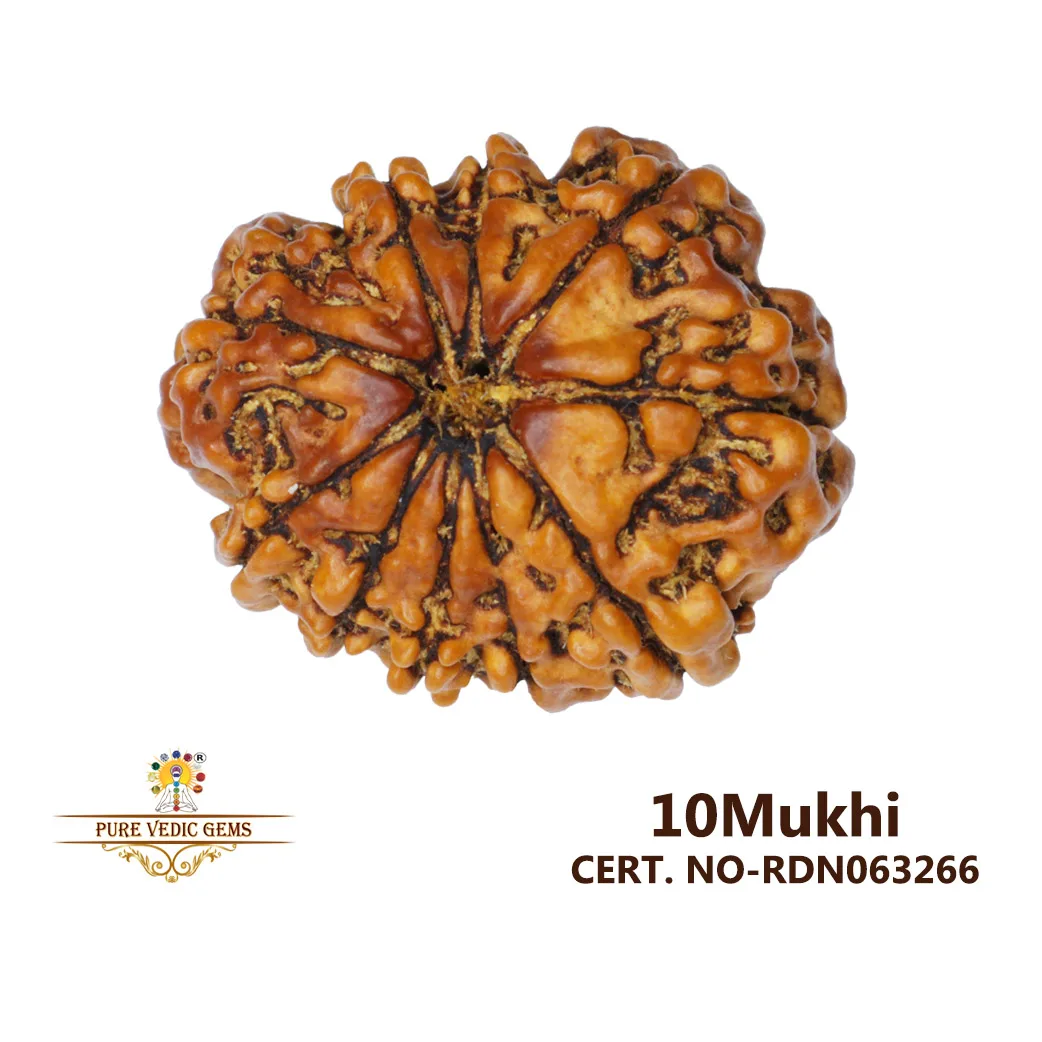 10 Mukhi Rudraksha (4.172g) — image 1
