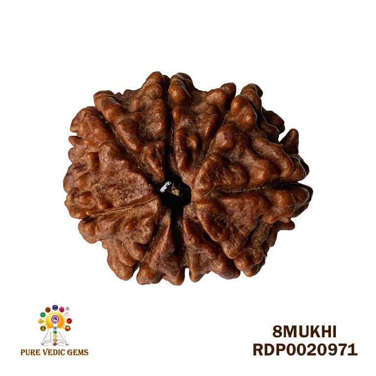 8 Mukhi Rudraksha (2.702mg) — image 1