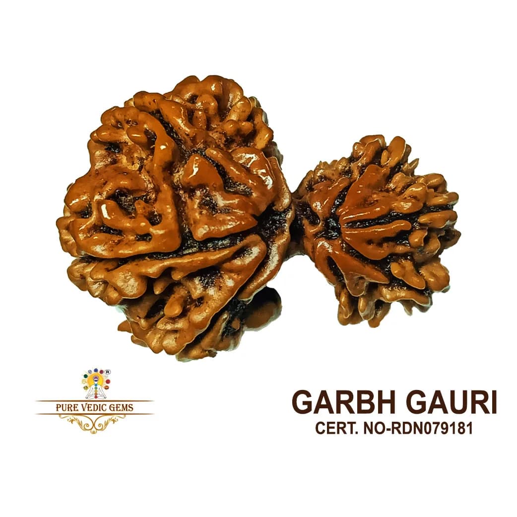 Garbh Gauri Rudraksha