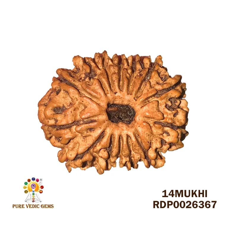14 Mukhi Rudraksha (2.020g) On Demand — image 1