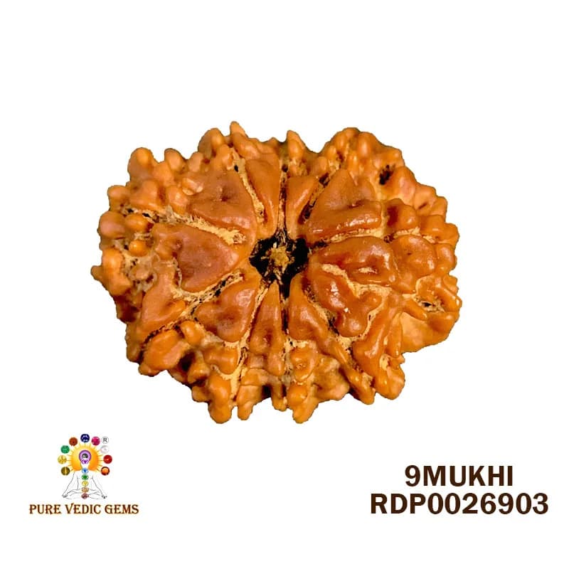 9 Mukhi Rudraksha (2.132g) — image 1