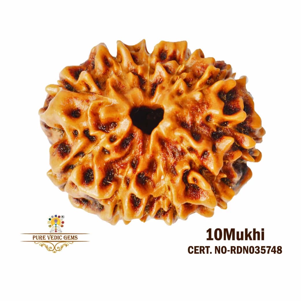 10 Mukhi Rudraksha (2.002g) — image 1