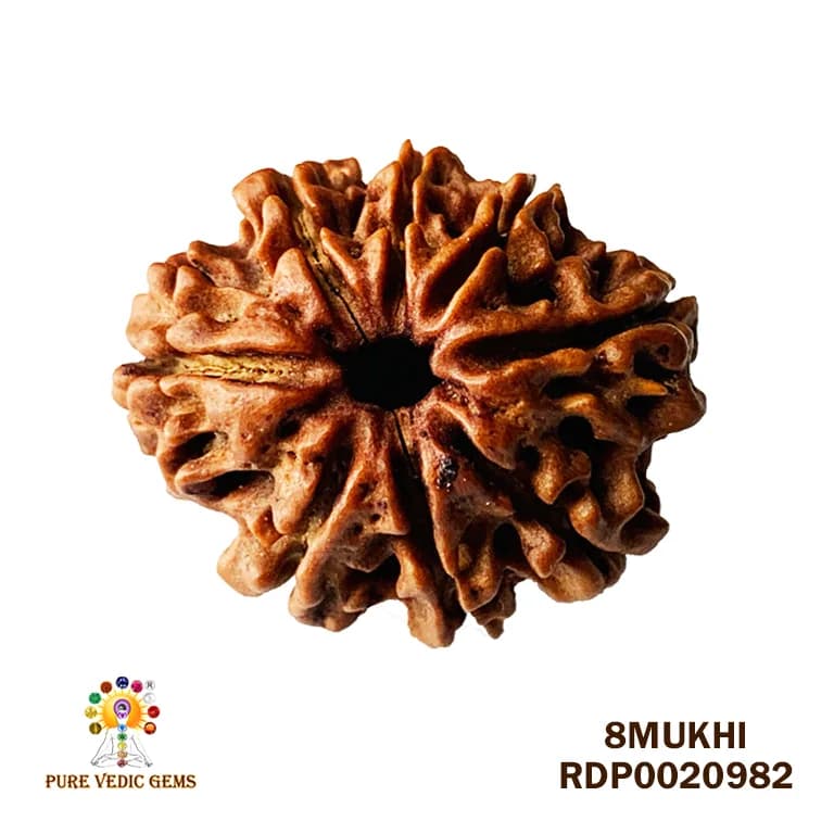 8 Mukhi Rudraksha (1.810mg) — image 1