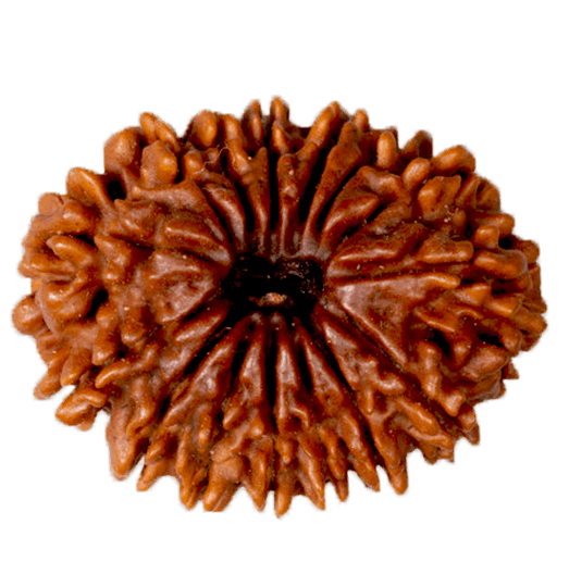 15 Mukhi Rudraksha