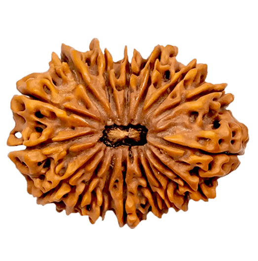 16 Mukhi Rudraksha