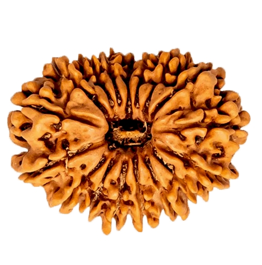 17 Mukhi