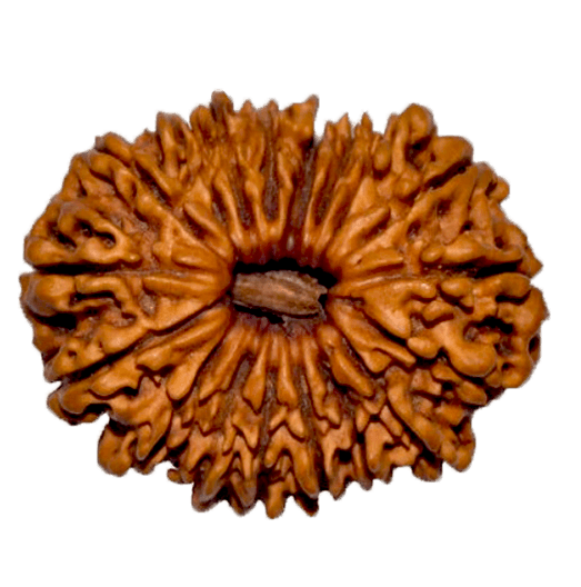 18 Mukhi