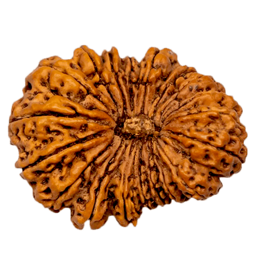 19 Mukhi