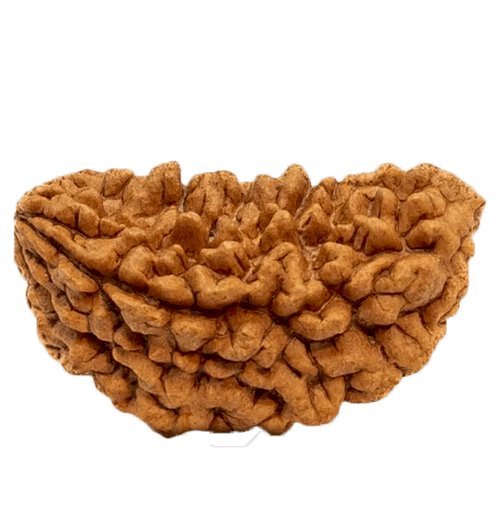 1 Mukhi Rudraksha