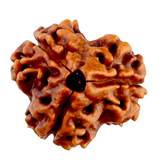 3 Mukhi Rudraksha