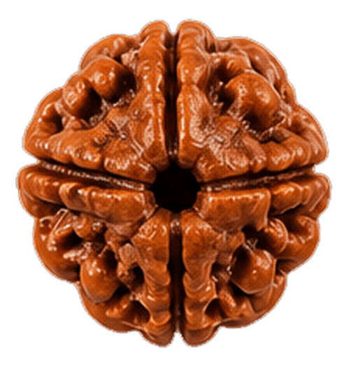4 Mukhi Rudraksha