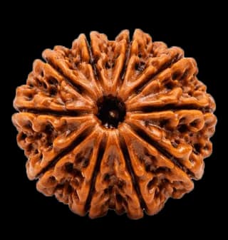 10 Mukhi Rudraksha