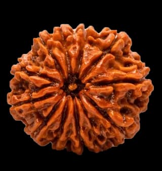 11 Mukhi Rudraksha