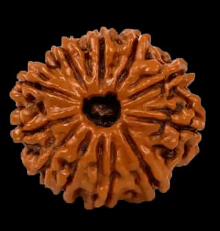12 Mukhi Rudraksha