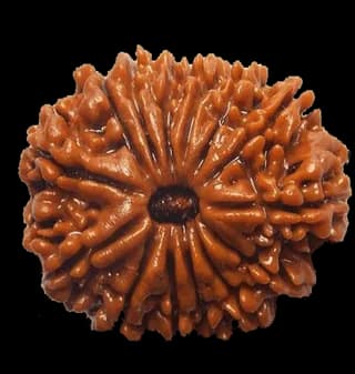 14 Mukhi Rudraksha