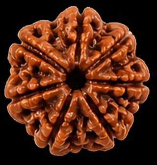 7 Mukhi Rudraksha