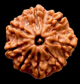 8 Mukhi Rudraksha