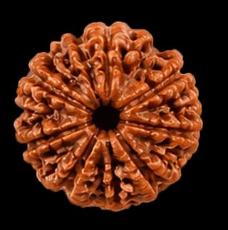 9 Mukhi Rudraksha